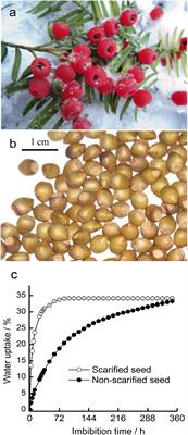 Effects of seasonal temperature regimes on embryo growth and endogenous hormones of Taxus chinensis var. mairei seeds